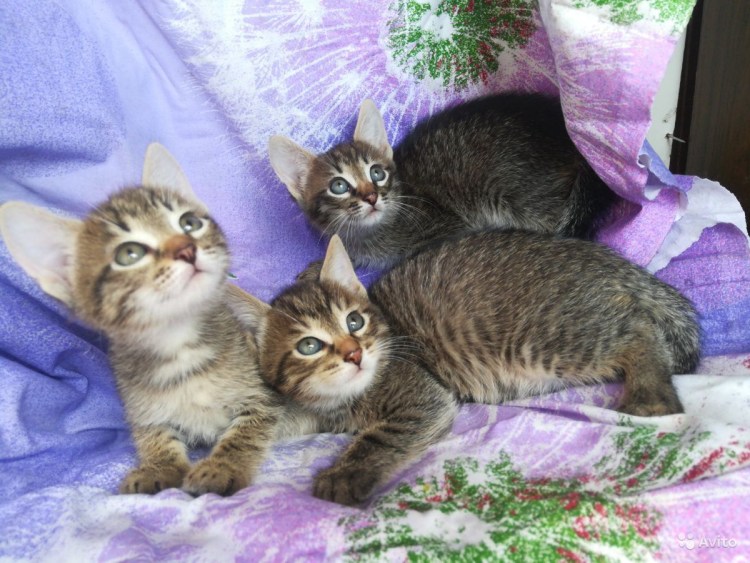 Сибирский Мейн кун