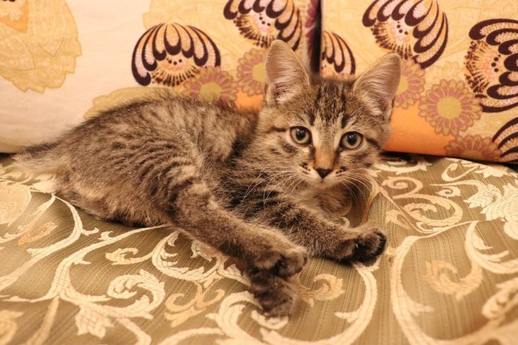 Кошки породы дворянин