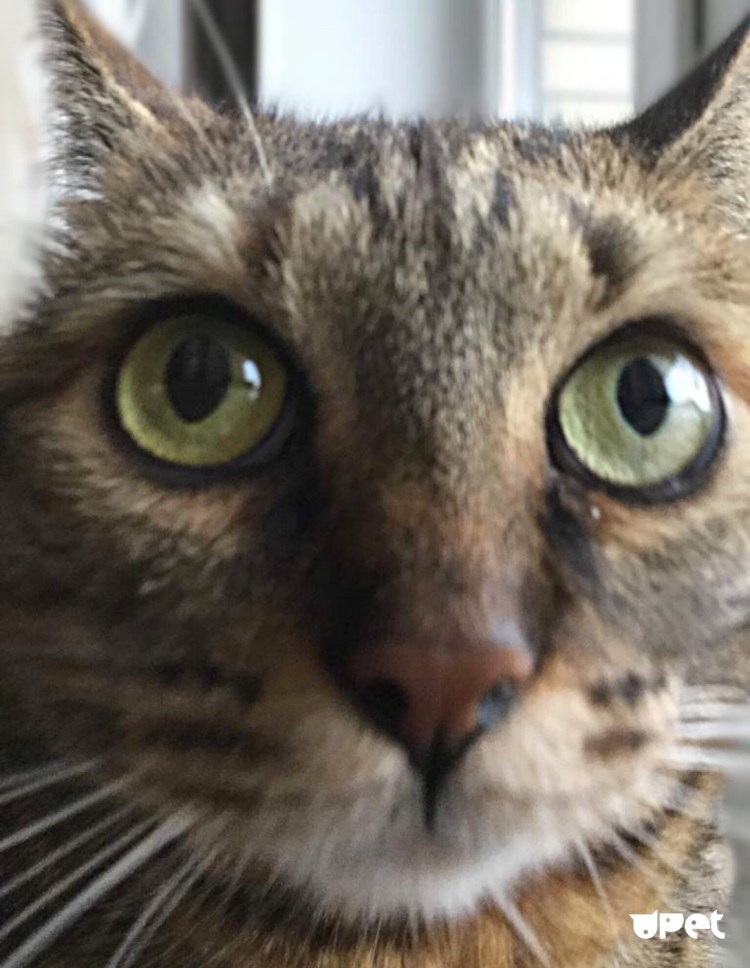 Американский бобтейл длинношёрстный