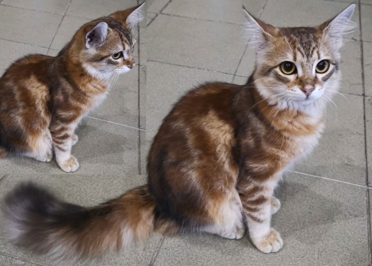 Всемирный кошек