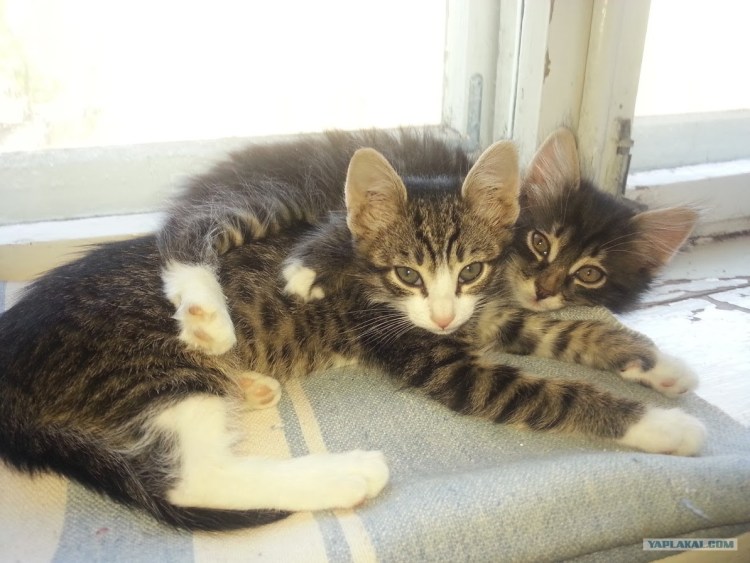 Норвежская Лесная табби