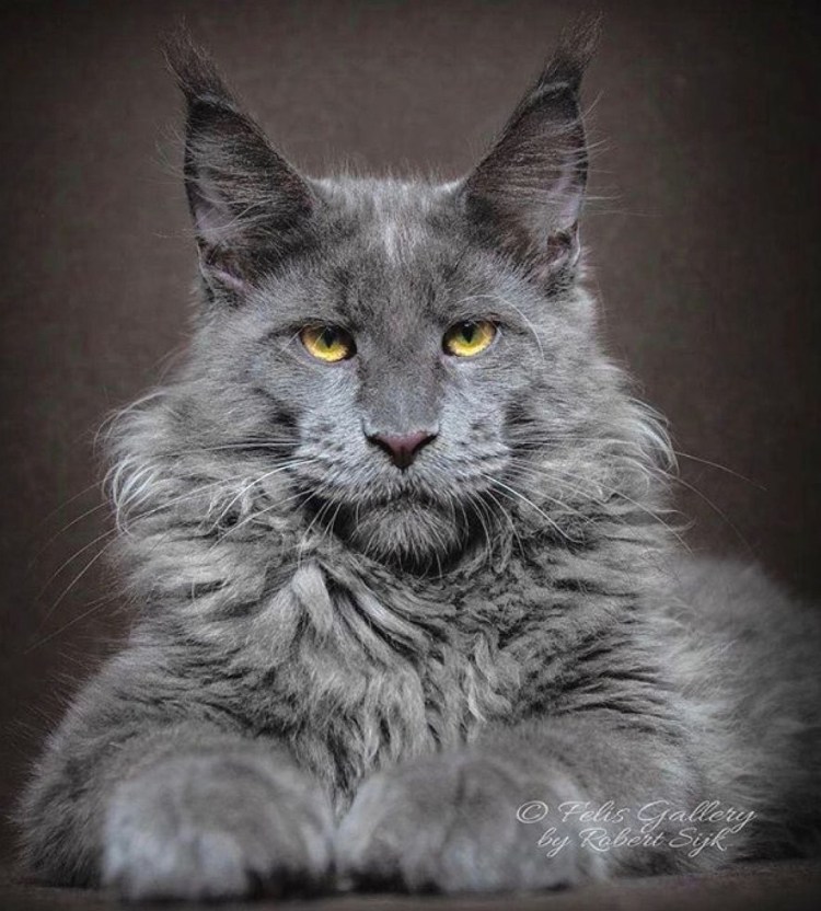 Кошки породы дворянин