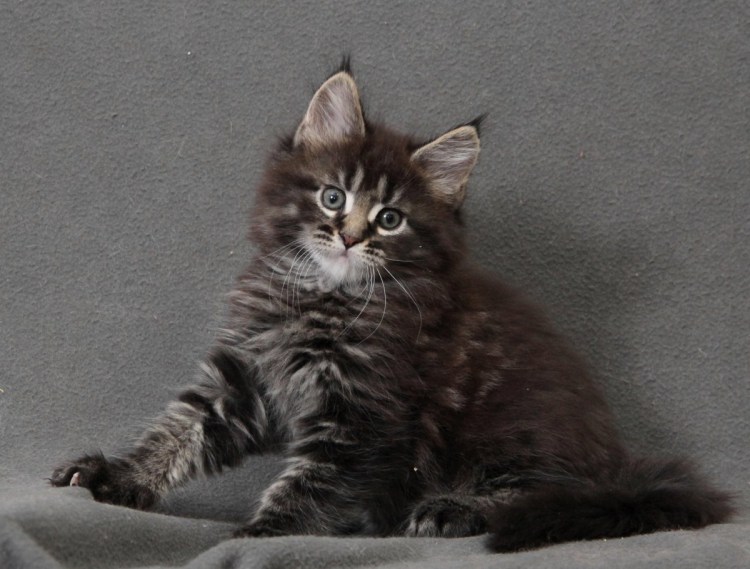 Мейн кун голубой мрамор кошка