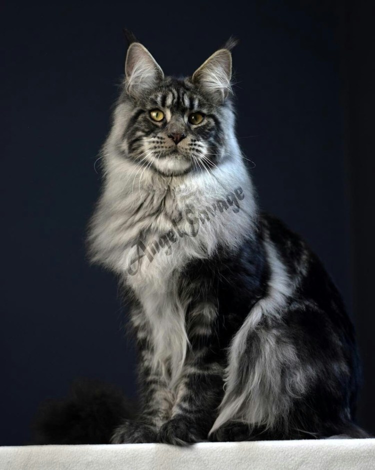 Мейн кун мраморный окрас