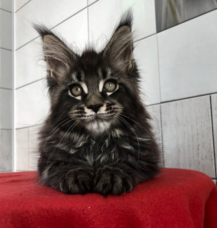 Чистокровный Мейн кун