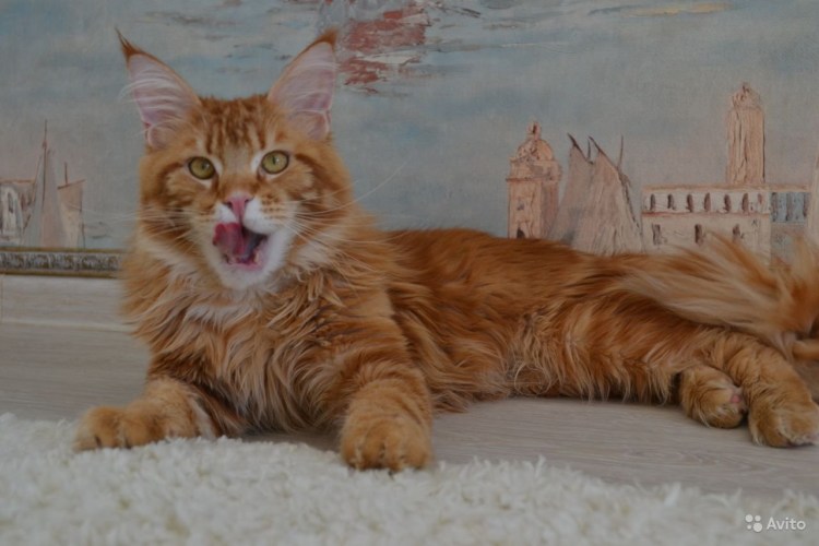 Мейн кун серебристый