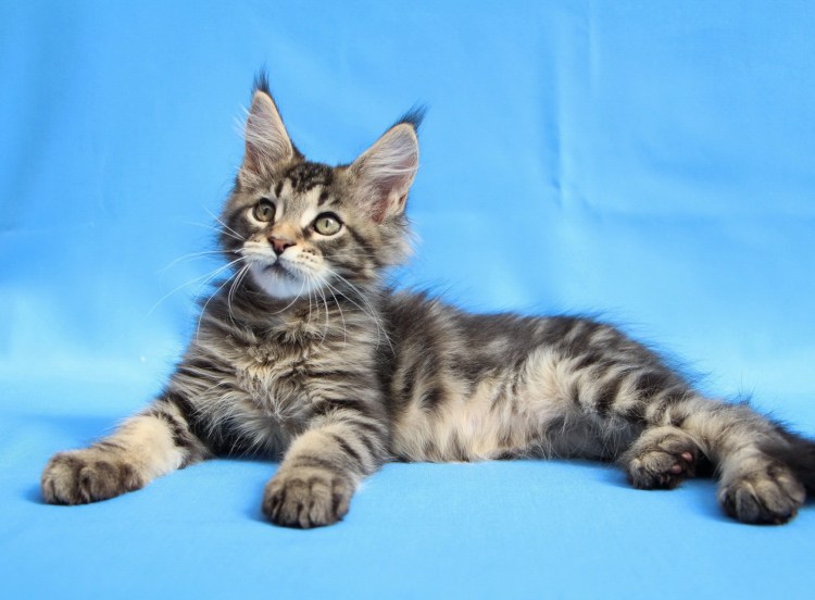 Мейн кун серебристый