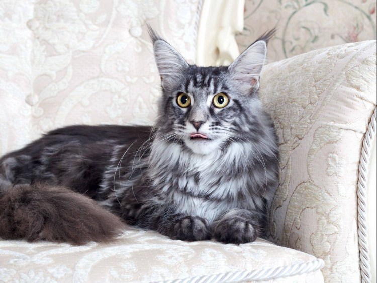 Кот Мейн кун серый мрамор