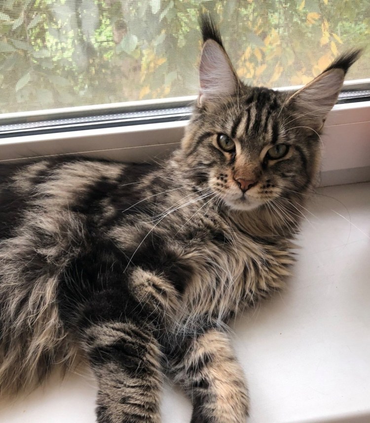 Мейн кун черный мрамор