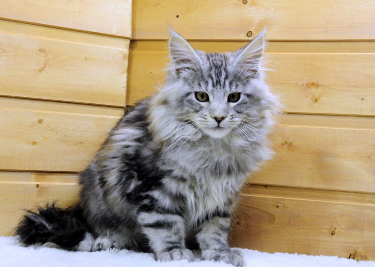 Черный мраморный Мейн кун