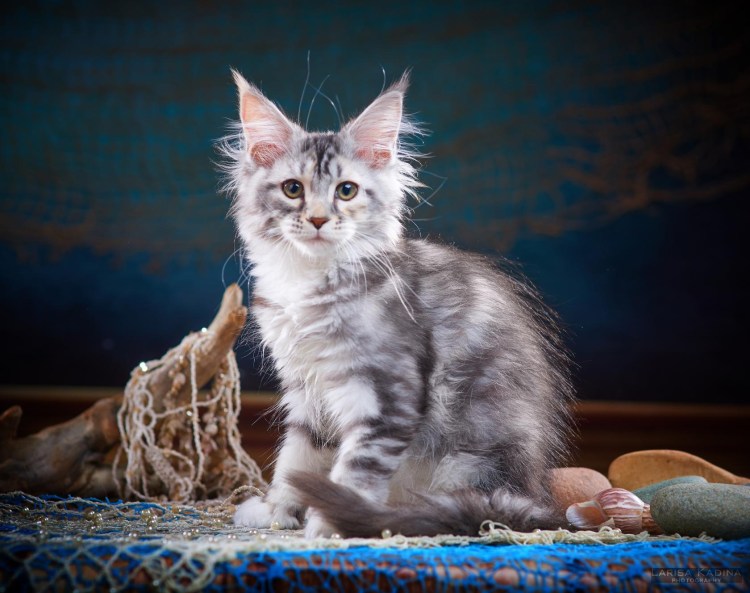 Черный мраморный Мейн кун