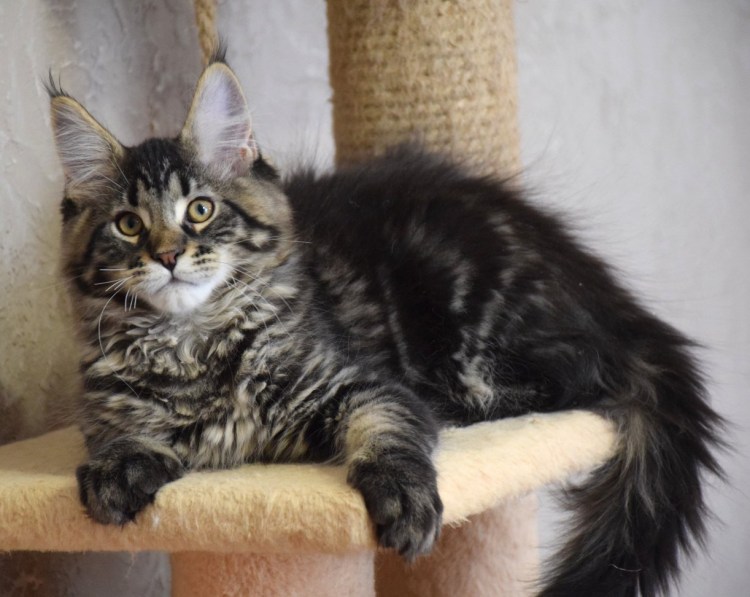 Серебристый кот Мейн кун