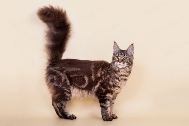 Черный мраморный Мейн кун