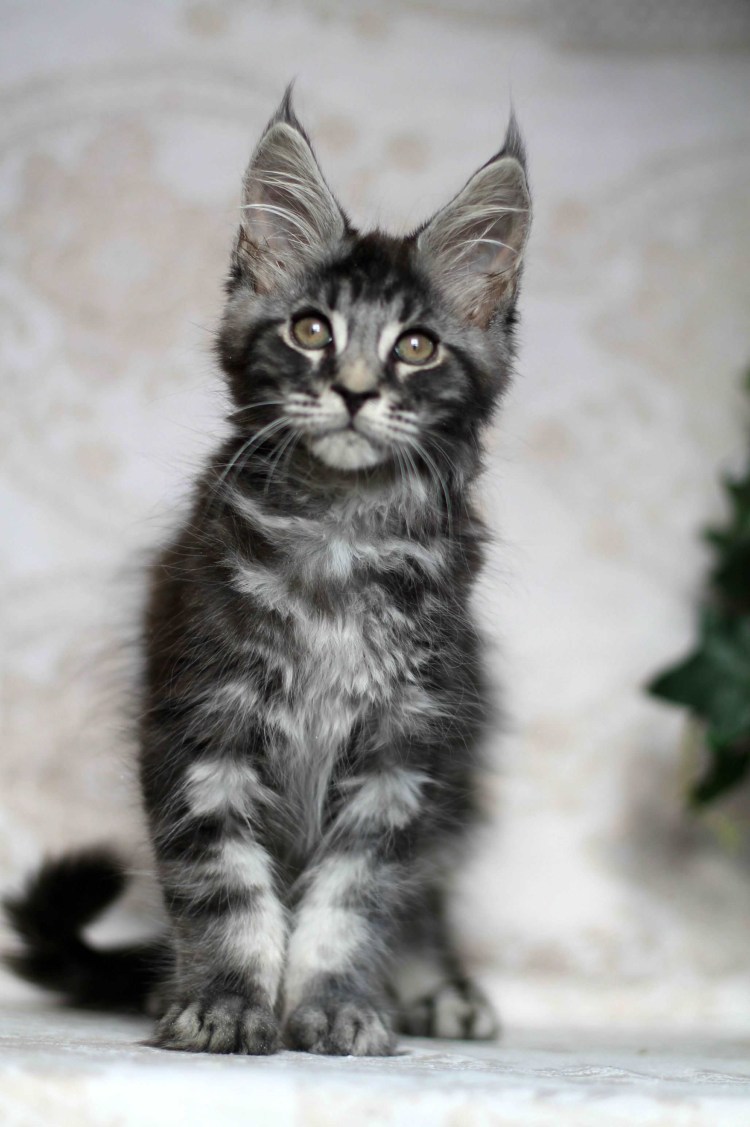 Мраморный кот Мейн кун