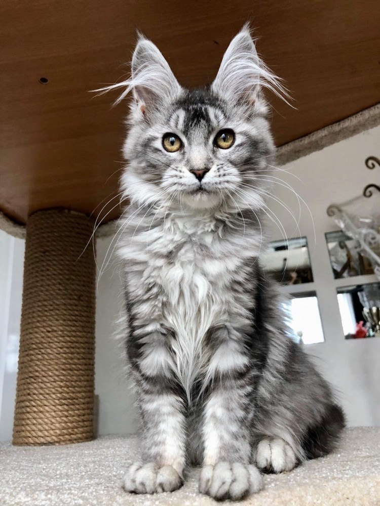 Черный мраморный Мейн кун