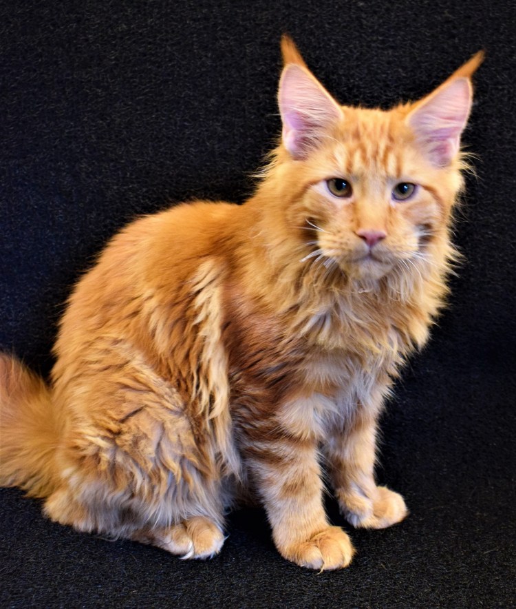 Красный мраморный Мейн кун