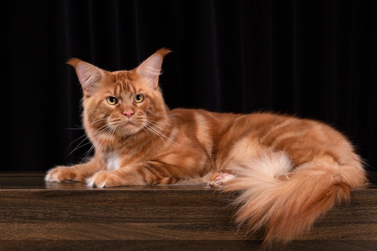 Мейн кун черный мрамор на серебре