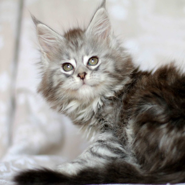 Мейн кун табби