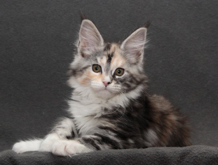 Мейн кун Зевс