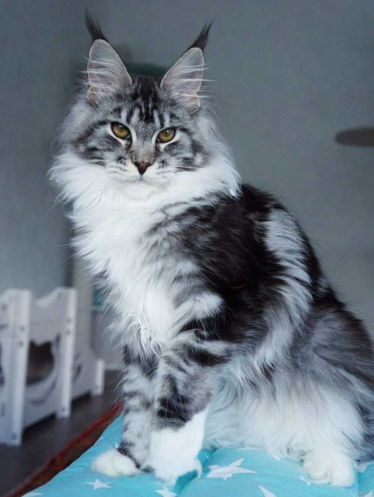 Мейн кун черный мрамор