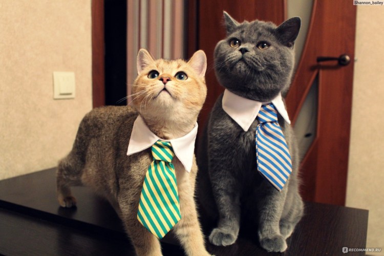 Кот в костюме