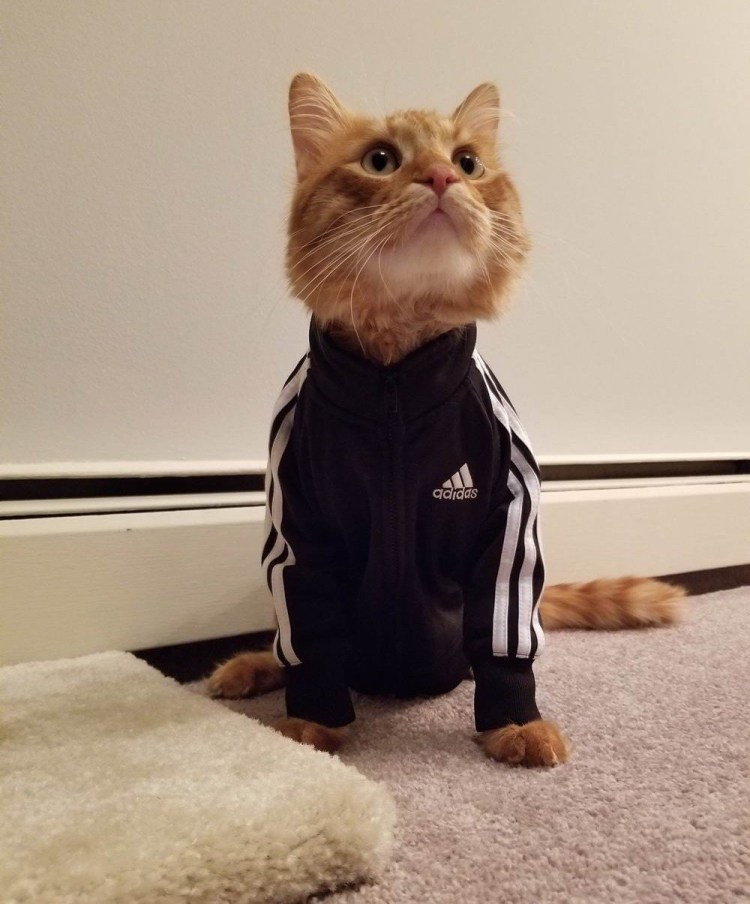 Костюм кошки