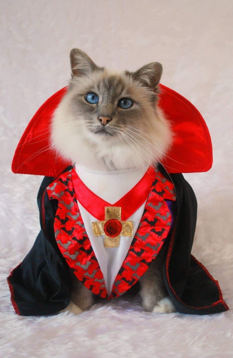 Кот в шапке лягушки