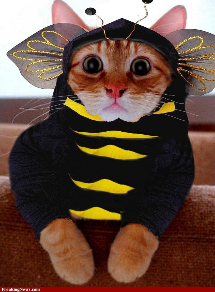 Смешные костюмы для кошек