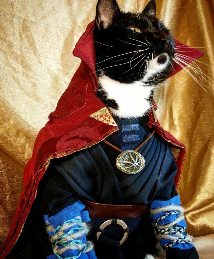 Кошка в одежке