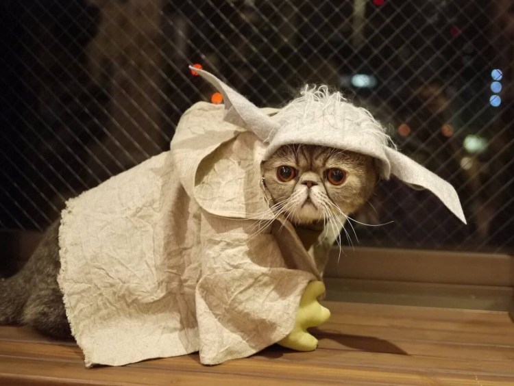 Костюм кошки