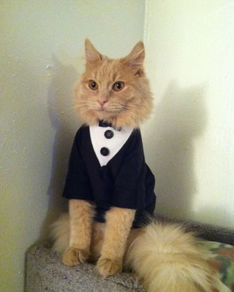 Костюмы для котов