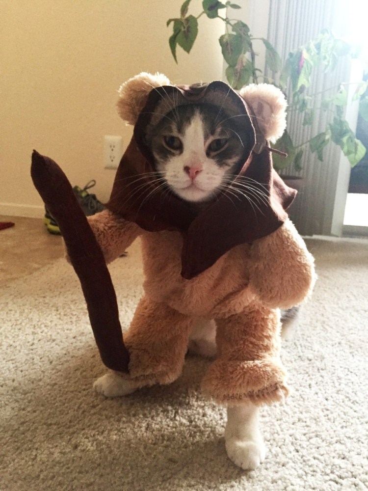 Костюмы для котов