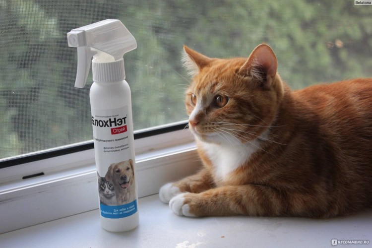 Сколько стоят котята не царапали быстро привыкали