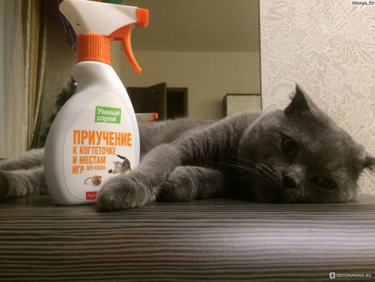 Диван кошка