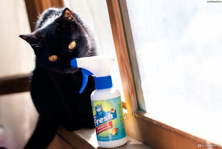 Кот подрал обои