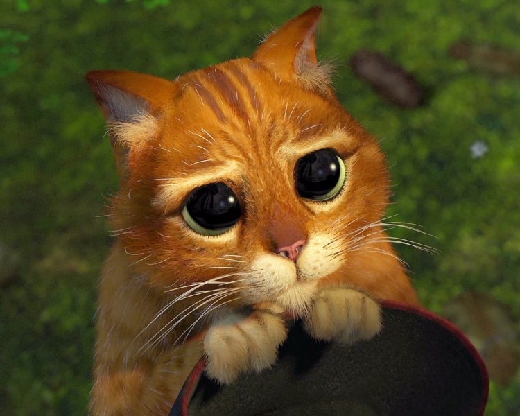 Кошачья мордочка