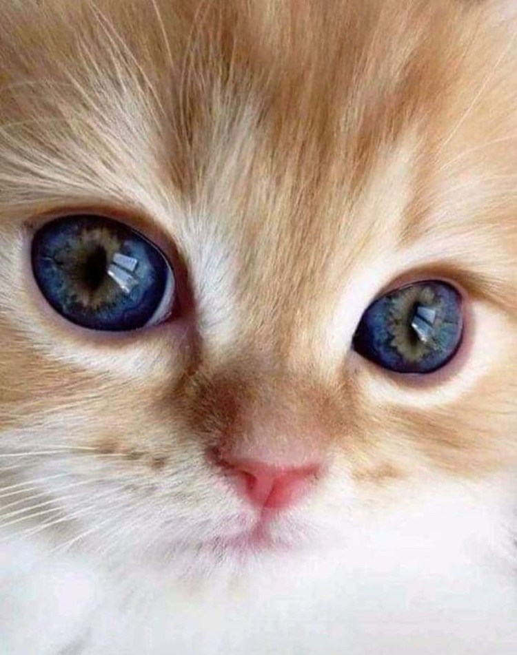 Взгляд кота из Шрека