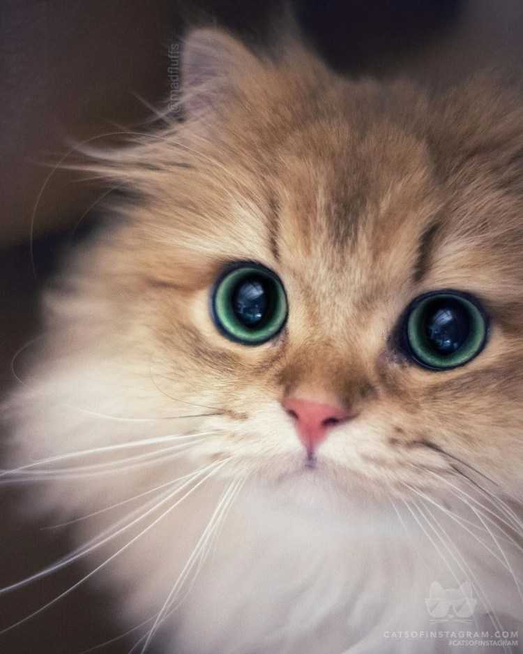 Няшные кошки