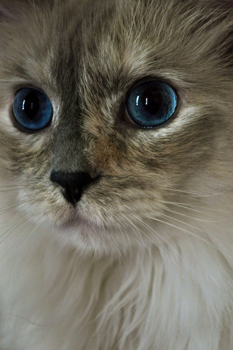 Кот в сапогах глаза