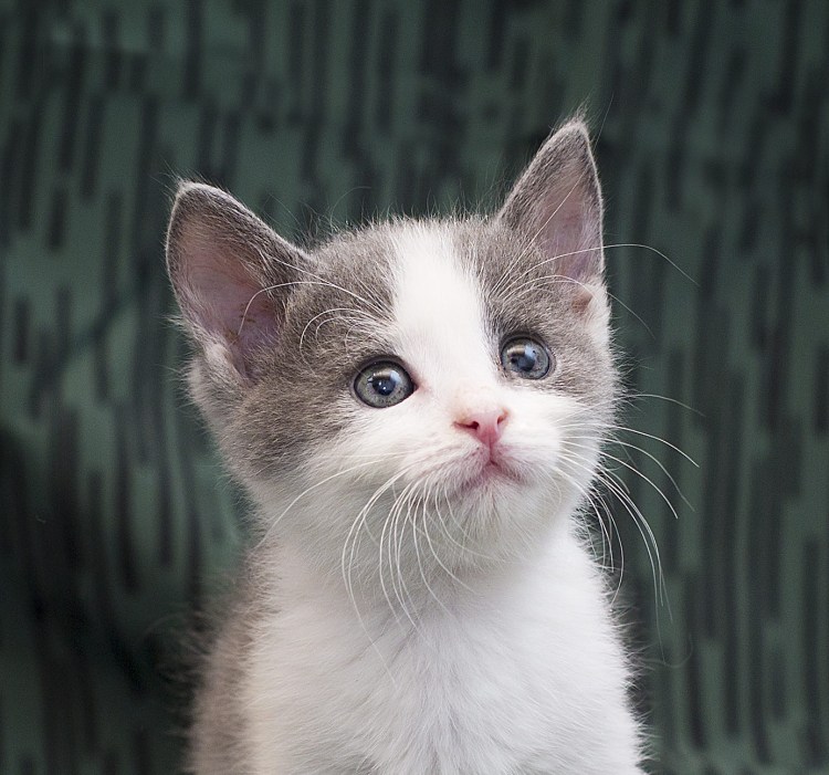 Гифка кот Шрек