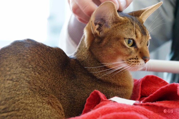 Абиссинская порода кошек