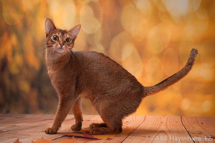 Абиссинская кошка тигровая