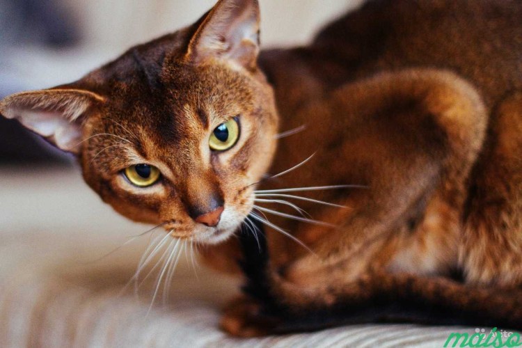 Абиссинец серый