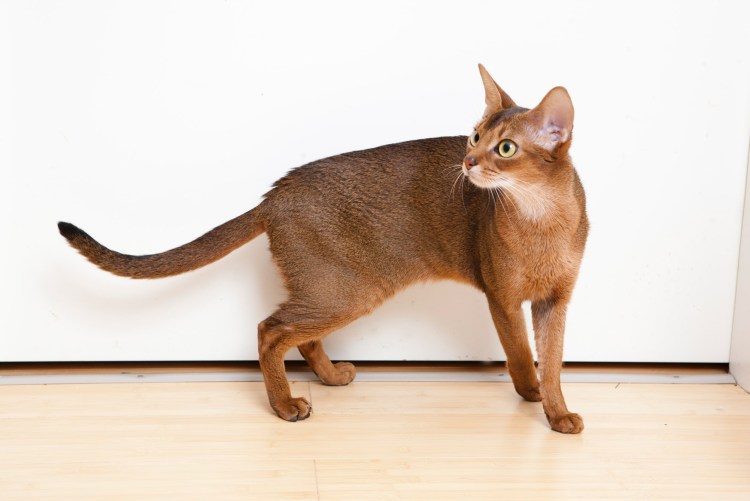 Абиссинская кошка мальчик взрослый смешные