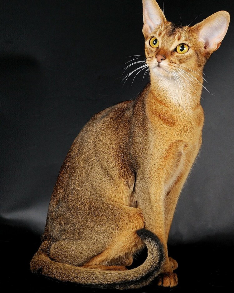 Египетская кошка Абиссинская