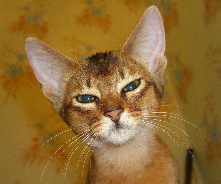 Абиссинские котята дикого окраса