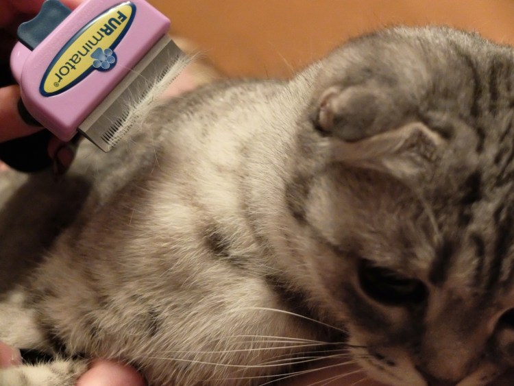 Уход за кошкой