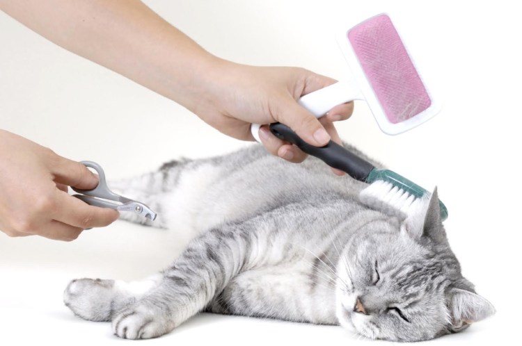 Чесалка для британцев