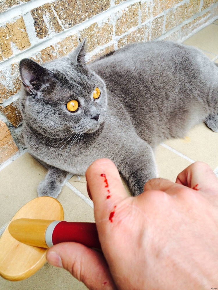 FURMINATOR для кошек маленьких короткошерстных пород short hair small Cat 4 см