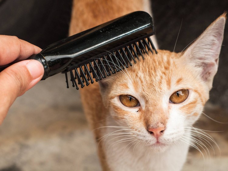 Расчесывание кошки